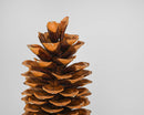 Large natural brown dried pine cone with layered scales, ideal for bulk wholesale decor.