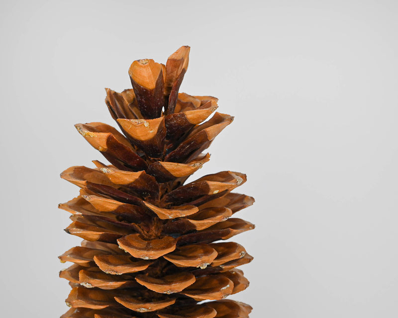 Sugar Pine Cones - Very Large Pine Cones - 1 Individual Pine Cone - Extra Long by Dried Decor