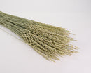 Bulk dried fan grass bunches in light green, natural dried arrow grass stems.
