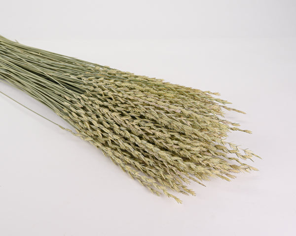 Dried Fan Grass - Arrow Grass