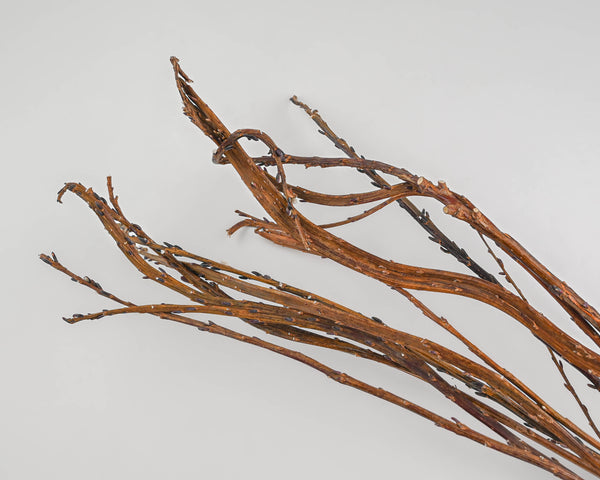 Japanese Fantail Willow | 10 Bunches | Natural Brown Color