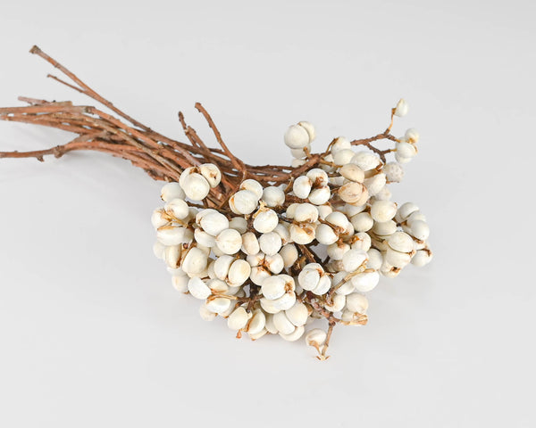 Tallow Berries - Short Stem - TallowBerries Dried