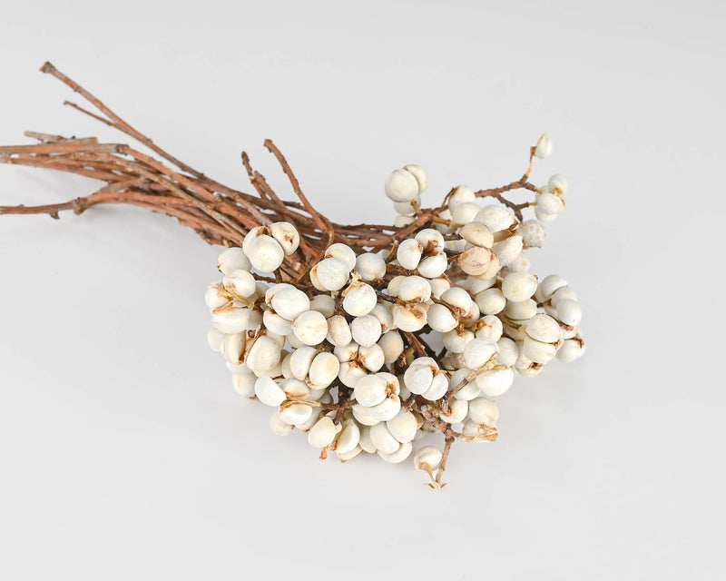 Dried Tallow Berries