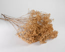 Bulk dried natural broom blooms bunches with slender stems and delicate golden flowers.