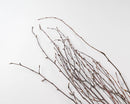 Natural dried birch branches bundle with thin, brown stems for wholesale bulk decor.