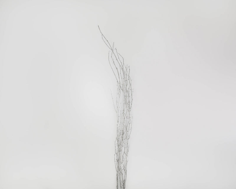 Silver Painted Birch Branches
