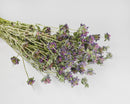 A bunch of dried lemon mint flowers with purple flowers and green stems on a white background.