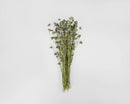 Dried natural lemon mint flower bouquet with slender green stems and small purple buds in bulk wholesale bundle.