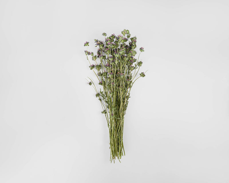 Dried Lemon Mint Flower Bouquet | 15 Bouquets | Purple