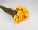 A bunch of dried yellow strawflowers against a white background.