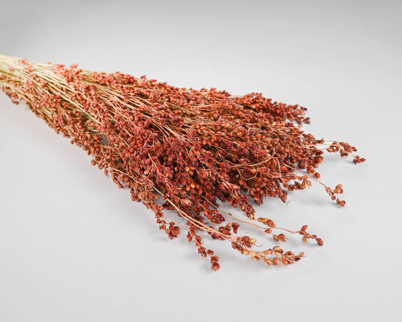 Dried Red Broom Corn - Decorative Broom Corn