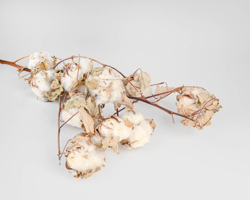 Dried Cotton Stalks | 10 Stems | Natural White Cotton with Natural Stem