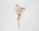 Single dried natural cotton stalk with fluffy white cotton bolls on slender brown stem.