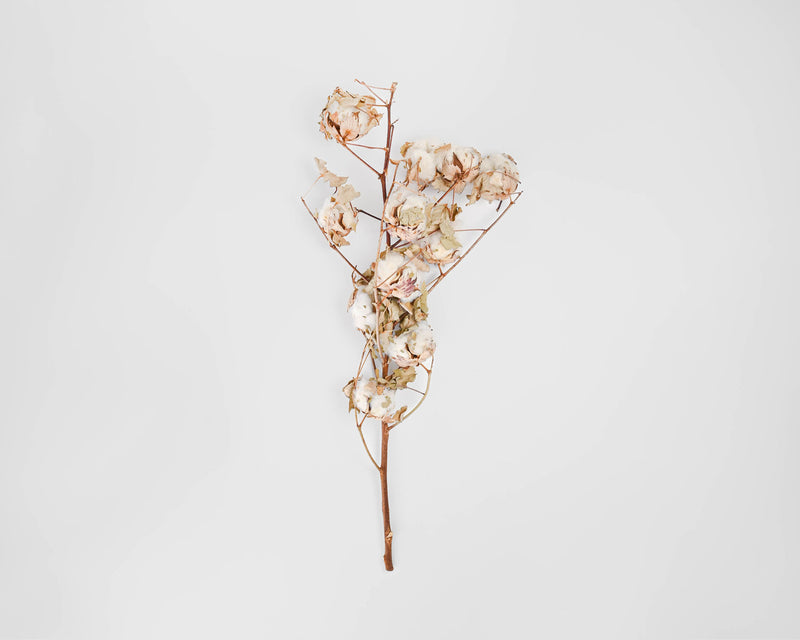 Dried Cotton Stalks | 10 Stems | Natural White Cotton with Natural Stem