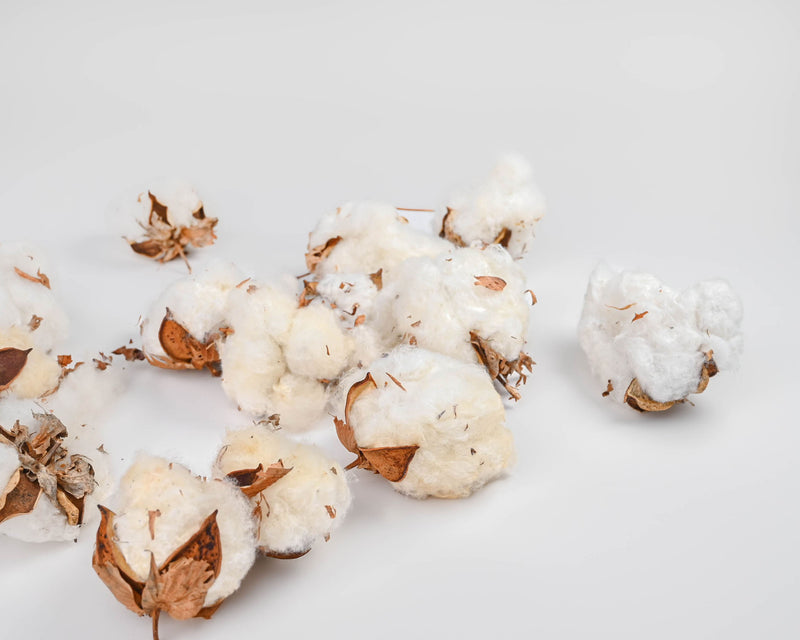 Natural Cotton Bolls (Cotton Balls) | 12 Bags | Natural White