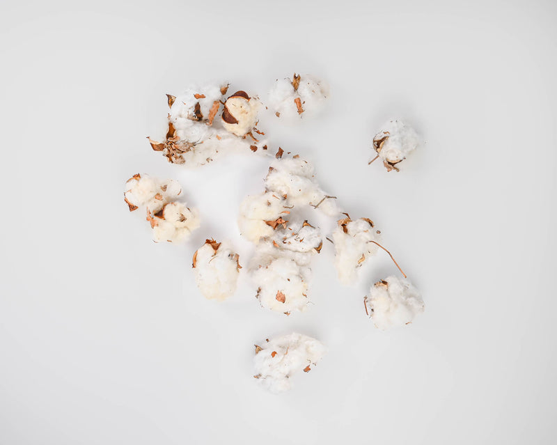 Natural Cotton Bolls (Cotton Balls) | 12 Bags | Natural White