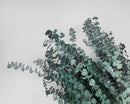 A bunch of preserved green eucalyptus branches against a white background.