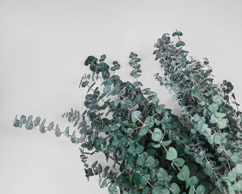 Preserved Eucalyptus Branches - 1lb Bunch | 10 Bunches | Green