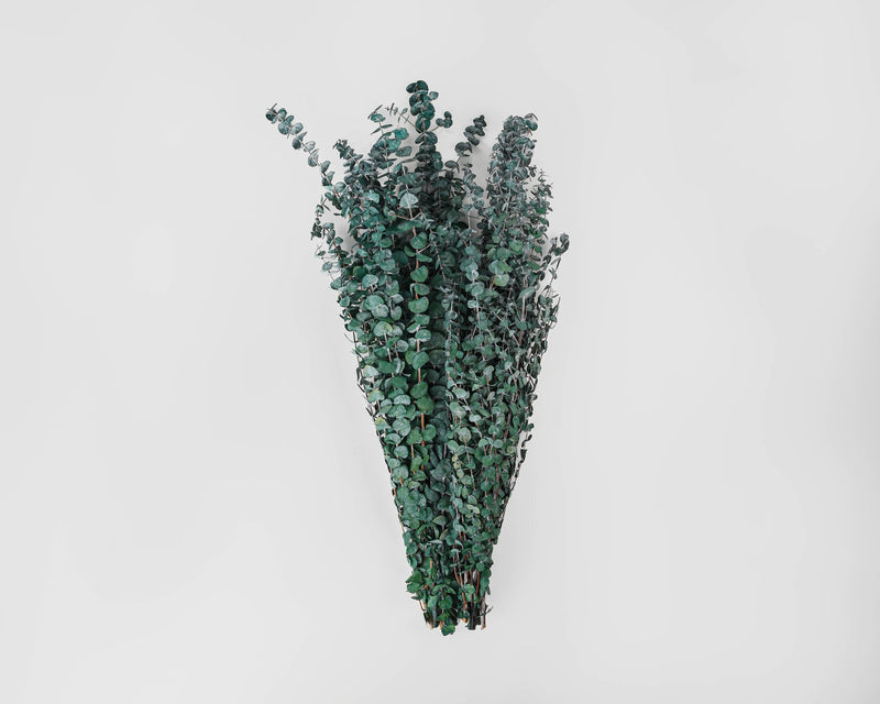 Preserved Eucalyptus Branches - 1lb Bunch | 10 Bunches | Green