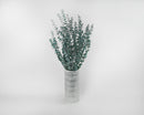 Bulk dried natural eucalyptus branches in green displayed in a white striped vase.