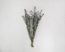 Bundle of dried natural eucalyptus branches in basil green color for wholesale or bulk use.