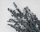 Bulk dried natural eucalyptus branches in blue, wholesale case of 15 bunches.