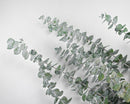Bulk dried natural eucalyptus branches in kiwi green, arranged in a wholesale case of 15 bunches.