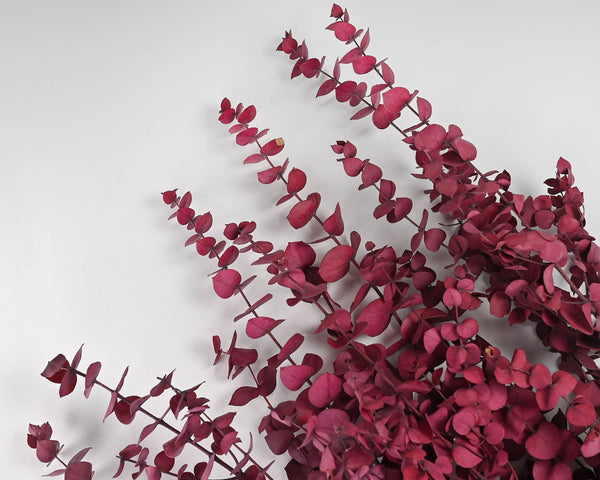 Preserved Eucalyptus Branches for sale - Red