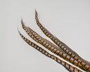Dried natural Lady Amhurst feathers 30-35 inches in bulk, wholesale case of 6 bunches.