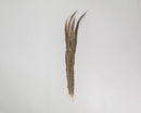 Set of six bunches of natural dried Lady Amhurst feathers 30-35 inches, wholesale bulk arrangement.