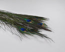 Bulk natural dried peacock eye feathers with iridescent blue and green hues, wholesale case.