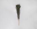 Bundle of dried natural peacock eye feathers in a wholesale bulk bunch against light background.