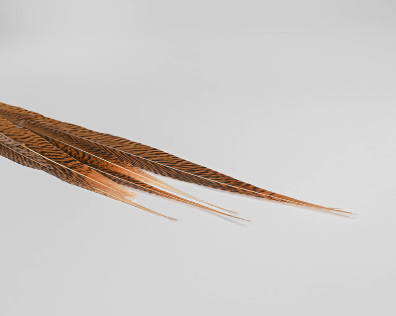 Gold Feathers VI Gray Dakota Fields Size: 30 H x 20 W