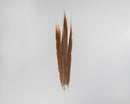 Bulk dried natural golden pheasant feathers with rich brown and gold patterns.