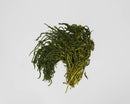 Bulk bundle of natural dried hanging amaranthus with green and yellow tones.