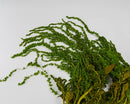 Natural dried hanging amaranthus bunch with green stems and leaves, ideal for bulk wholesale arrangements.