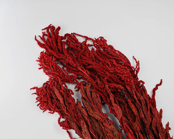 Hanging Amaranthus Preserved - Dried