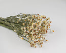 Bulk bunch of natural dried Ammobium flowers with small white petals and brown centers.