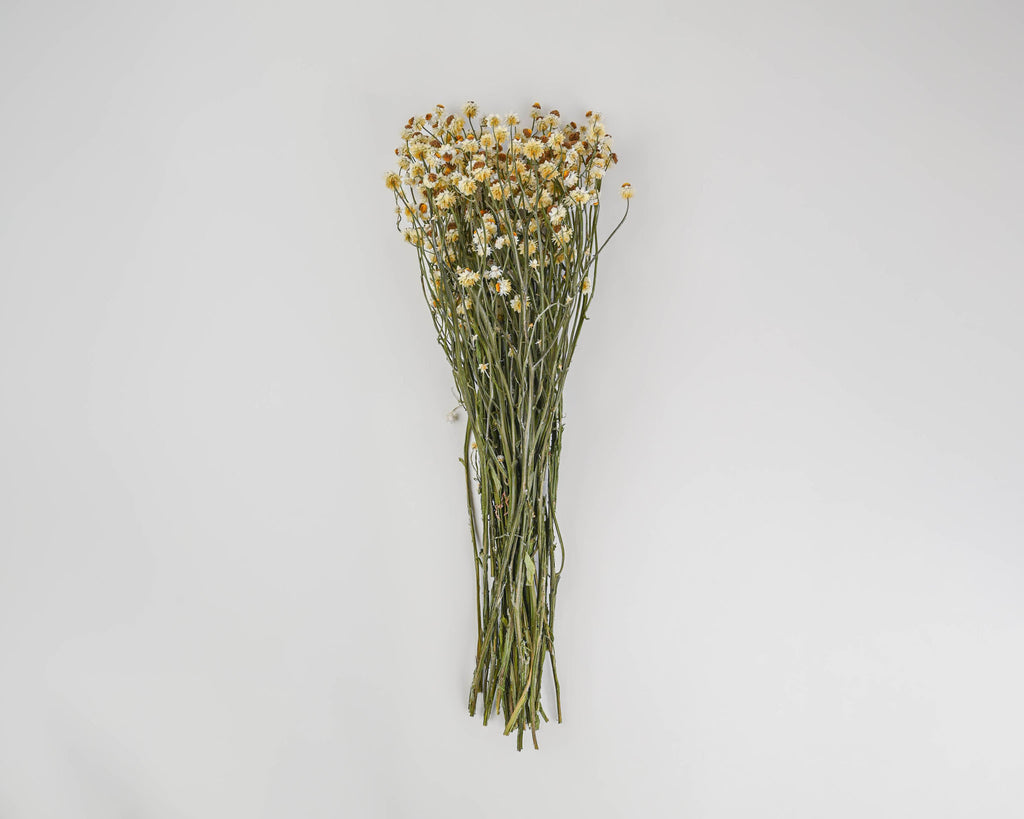 Dried Everlasting Flowers - Natural Helichrysum