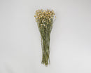 Bundle of dried natural Ammobium flowers with yellow centers and green stems, wholesale bulk case option.