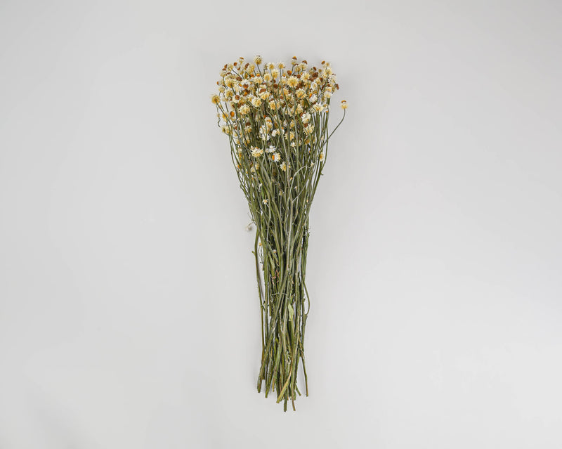 Dried Ammobium Flower Bunch or Winged Everlasting
