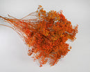 Bulk dried natural broom bloom flowers in vibrant orange, wholesale 15-bunch bundle.