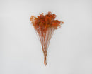Natural dried broom bloom flowers in vibrant orange, bulk bunch for wholesale arrangements.