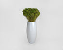 Bulk dried natural broom bloom flowers in green bundled in a tall white ceramic vase.