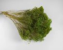 Bulk bundle of natural dried broom bloom flowers with green blooms and long stems.