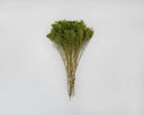Bulk dried natural broom bloom flowers with green blooms and brown stems.