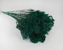 Bulk dried natural broom bloom flowers in dark green, wholesale bouquet bundle.