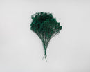 Bundle of dried natural broom bloom flowers in deep green, wholesale bulk bunches.