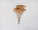 Natural dried broom bloom flowers in a bulk bunch with light brown tones.