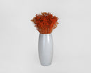 Bulk natural dried broom bloom flowers in vibrant orange, arranged in white ceramic vase.